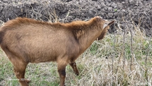 Vând țapi tineri.  - imagine 3