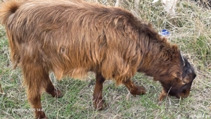 Vând țapi tineri.  - imagine 2