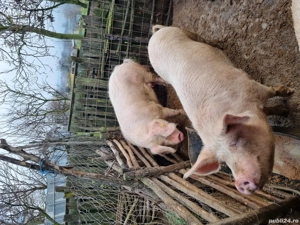 porci de vânzare  - imagine 3