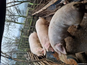 porci de vânzare  - imagine 4