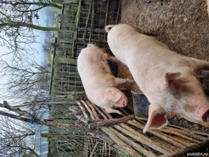 porci de vânzare  - imagine 2