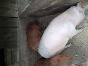 Porci bazna de vânzare  - imagine 2