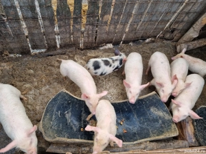 purcei de vanzare  - imagine 2