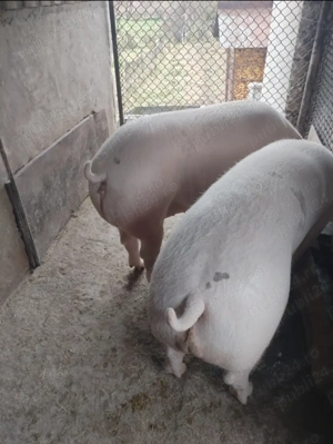 Vând porci de carne 