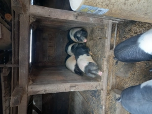 Porci de sacrificat    - imagine 3