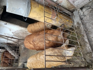 Porci de sacrificat    - imagine 5