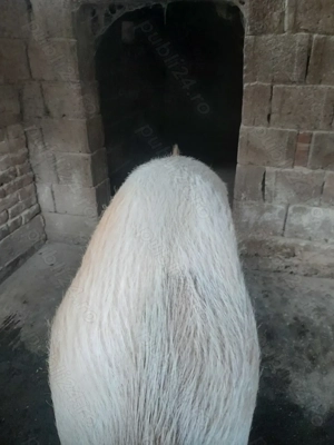 Porc de carne - imagine 2