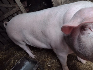 Vand porc Danciulesti Gorj - imagine 2