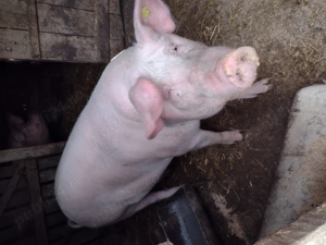 Vand porc Danciulesti Gorj - imagine 3