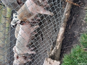 vand 8 purcei de 10 săptămâni   întărcatii cu 280 bucata negociabil  