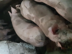  Vând porci din rasa Pietrain   ideali pentru sărbători