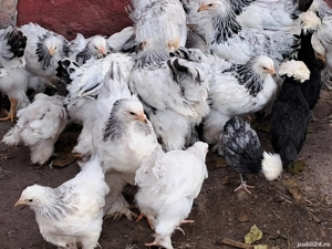 Puișori de găină brahma!