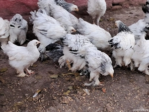 Puișori de găină brahma! - imagine 2