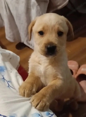 Pui Labrador Iubitor, 2 Luni, Vaccinat - Caut Familie Responsabilă pe Viață!