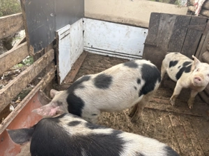 Vand soldan 70-80kg urgent!