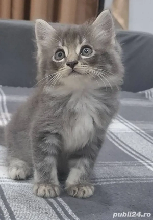 Siberiana de Pădure 