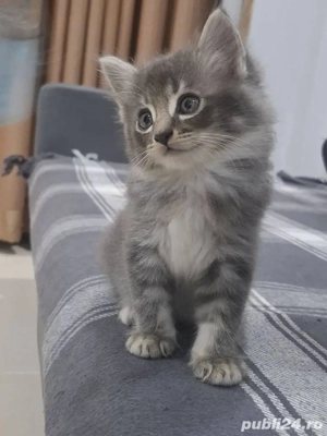 Siberiana de Pădure  - imagine 2