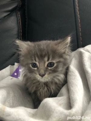 Siberiana de Pădure  - imagine 3