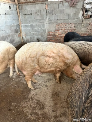 vand porci mangalita cu marele alb  - imagine 2