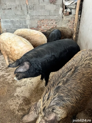 vand porci mangalita cu marele alb  - imagine 3