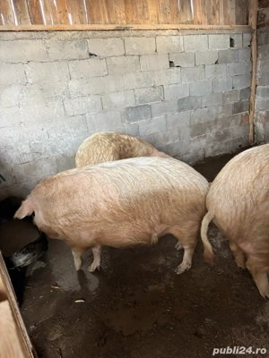 vand porci mangalita cu marele alb 