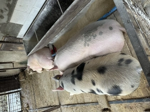 Vând porci - imagine 2