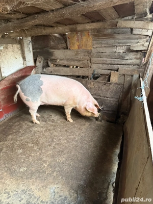 purcea fara nici o fatare garantat . buna de taiat sau samanata 