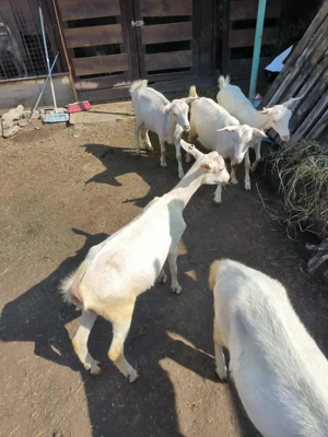 Vindem 7 iede și un ied - imagine 3