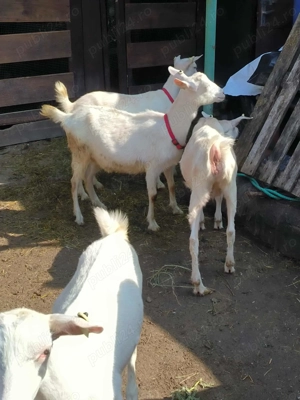 Vindem 7 iede și un ied - imagine 4