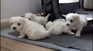 Bichonei maltez toy fetite si baietei