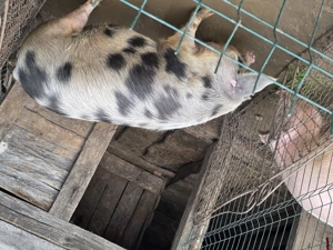 Vând porc crescut in gospodărie! - imagine 2