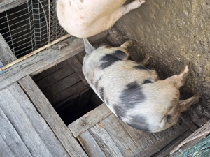 Vând porc crescut in gospodărie! - imagine 3