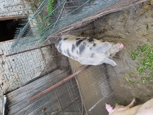 Vând porc crescut in gospodărie! - imagine 5