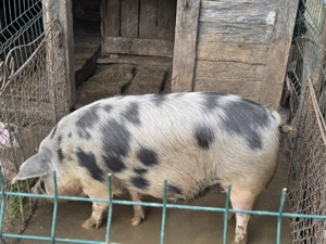 Vând porc crescut in gospodărie! - imagine 4