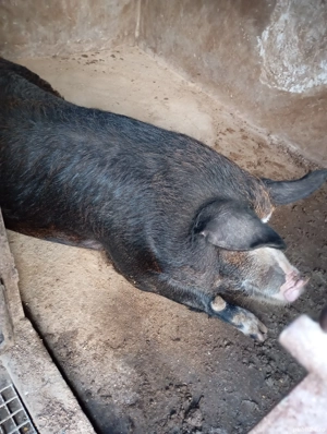 Vând porci pentru Crăciun 