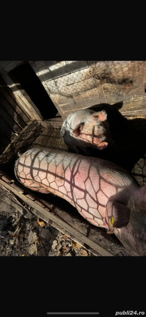 Porc de Vanzare 