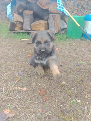 Vând pui Ciobanesc German  - imagine 3