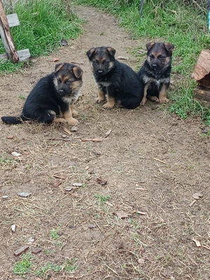 Vând pui Ciobanesc German  - imagine 4