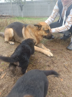 Vând pui Ciobanesc German  - imagine 2