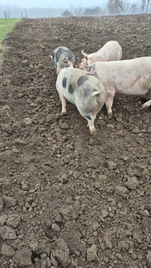 Pentru Crăciun, crescuți bio în libertate  - imagine 3