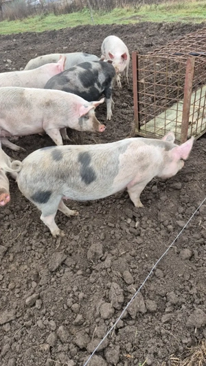 Pentru Crăciun, crescuți bio în libertate 