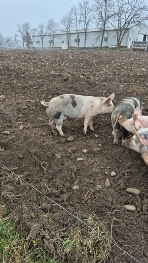 Pentru Crăciun, crescuți bio în libertate  - imagine 2