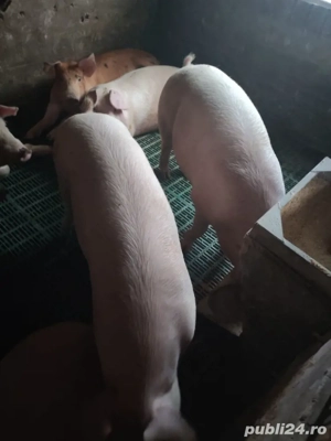 Vand porc de carne 120-140 kg