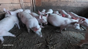 Purcei de vanzare - imagine 3