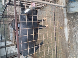 Vând porc 17 lei kg mai multe detalii la nr de telefon 