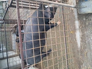 Vând porc 17 lei kg mai multe detalii la nr de telefon  - imagine 2