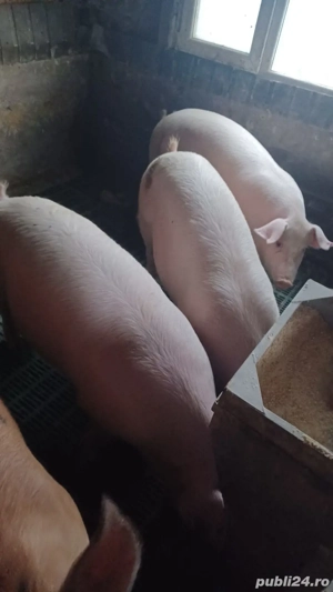 Vand porc de carne 120-140 kg