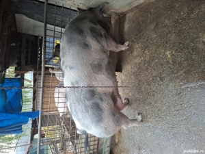 Purcea pentru Craciun