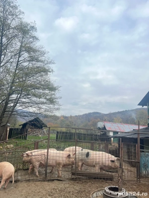 porci de vanzare