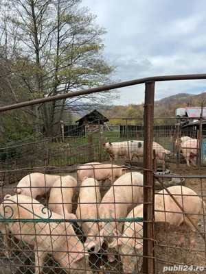porci bio de vanzare - imagine 2